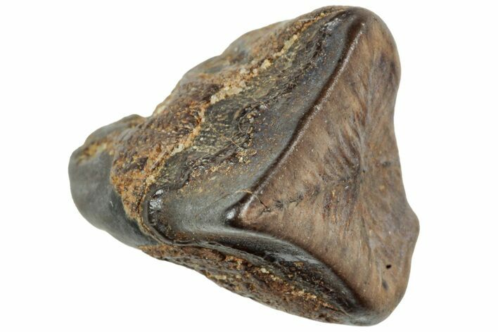 Fossil Hadrosaur (Edmontosaurus) Shed Tooth - Montana #234666